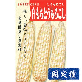 【トウモロコシの種】 白もちとうもろこし 小袋 (40ml) 固定種 種子 タネ 野菜 果菜類 園芸 家庭菜園 畑 種まき