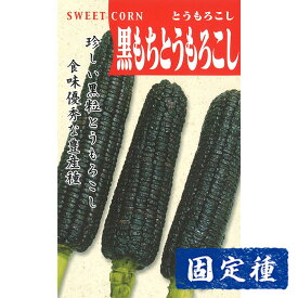 【トウモロコシの種】 黒もちとうもろこし 小袋 (40ml) 固定種 種子 タネ 野菜 果菜類 園芸 家庭菜園 畑 種まき