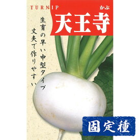 【カブの種】 天王寺蕪 小袋 (8ml) 固定種 種子 タネ 野菜 根菜類 園芸 家庭菜園 種まき