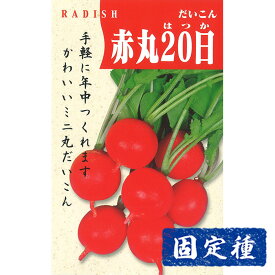 【ラディッシュの種】 赤丸はつか大根 (コメット) 小袋 (10ml) 固定種 種子 タネ 野菜 青首大根 根菜類 園芸 家庭菜園 プランター栽培 畑 種まき
