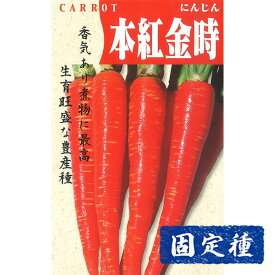 【ニンジンの種】本紅金時人参 小袋 (4ml) 固定種 種子 タネ 野菜 根菜類 園芸 家庭菜園 プランター栽培 種まき