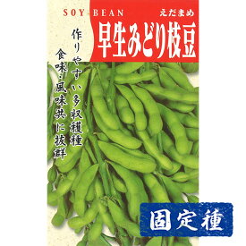 【エダマメの種】早生みどり枝豆 小袋 (30ml) 固定種 種子 タネ 野菜 まめ類 園芸 家庭菜園 畑 種まき