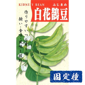 【フジマメの種】 白花フジマメ 小袋 (10ml) 固定種 種子 タネ 野菜 まめ類 園芸 家庭菜園 畑 種まき