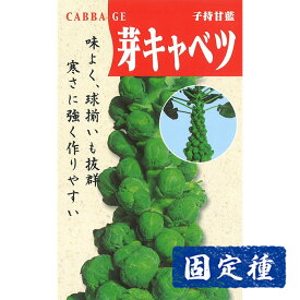 【芽キャベツの種】芽キャベツ 小袋 (2ml) 固定種 種子 タネ 野菜 子持甘藍 葉菜類 園芸 家庭菜園 プランター栽培 種まき