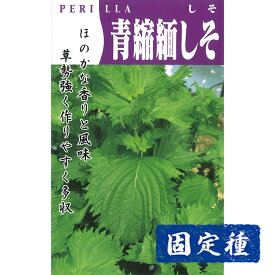 【シソの種】青縮緬紫蘇 小袋 (6ml) 固定種 種子 タネ 野菜 大葉 葉菜類 園芸 家庭菜園 プランター栽培 種まき