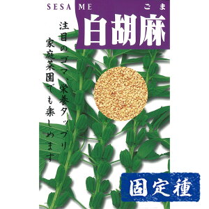 yS}̎zӖ  (10ml) Œ q ^l  G | ƒ؉  ܂