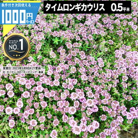 【6/5は当選確率2分の1!最大100%ポイントキャッシュバック】[楽天1位受賞] 1000円クーポン付●マット マットプランツ タイムロンギカウリス 25×25cm 8枚 0.5平米 植物 お花 ハーブ 花マット