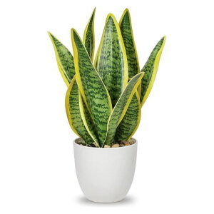 VillaComotFCNO[CeAO[TXxAlHϗtAԑGAvcVzjJXjVNNX}XItBXXエ(33CM)