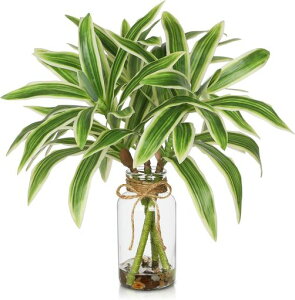 VillaComotFCNO[ԑテ|40CMCeAlHϗtAԕrtGAvcVzjJXjVNNX}XItBXX(3{)