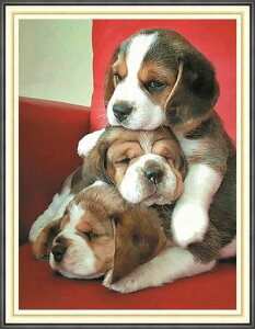 Gofission11ctX^vNXXeb`LbglpSҌ3ČDIYvvgNXXeb`hJZbgANZT[tǂ̑36x46cm()