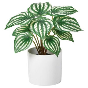 AXJ(Asca)ԃyy~A(|bgt)@QCgO[21x22cmA|bg:10x9cmA-51050-051V