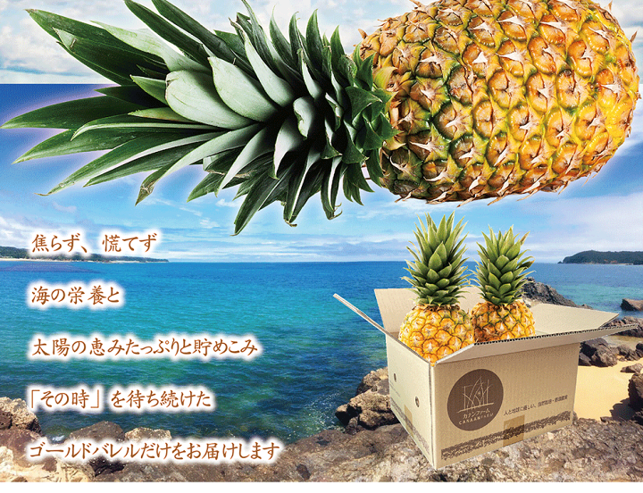 パイン　ゴールドバレル9㎏ Amazon.co.jp: ゴールドバレル1個（約1.2キロ）沖縄東村産の