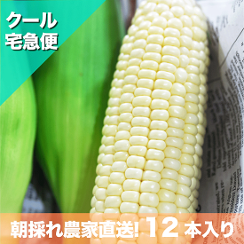 汐風パール 3.5kg 12～14本入り 沖縄産の白いトウモロコシ 朝採れ 糖度18～22度 松島農園直送 糖度20度超えも！友人や家族におすそ分けしちゃおう！プレゼントとして渡しても喜ばれること間違いなし！
