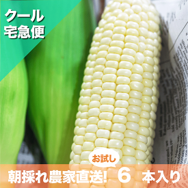 汐風パール 1.5kg 5～7本入り 沖縄産の白いトウモロコシ 朝採れ 糖度18～22度 松島農園直送 糖度20度超えも！マンゴーにも負けないくらい甘くて、お一人様でもペロリっと食べれちゃいます！