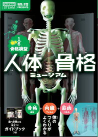 自由研究 人体骨格ミュージアム 模型 科学と学習 骨格模型 骸骨 骨 スカル　家遊び 夏休み 工作 J750737 学研