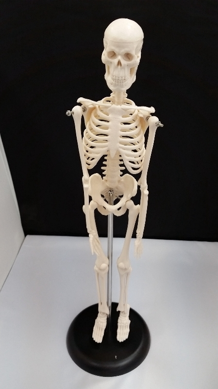 人体骨格模型 １着でも送料無料 ミニ骨格模型 約42センチの直立型スタンド式 偉大な 接骨院 模型 学校