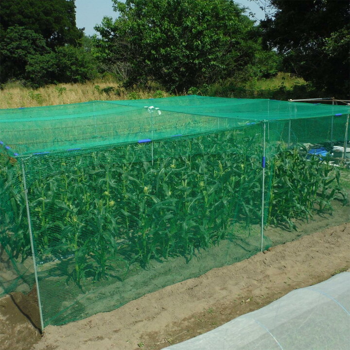楽天市場】グリーンネット 5m×5m 25mm目 防鳥ネット 防獣ネット 多目的 