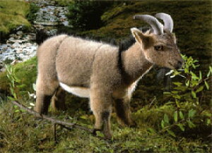 �P�[�Z�� Koesen �ʂ������ �€