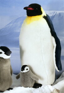 P[Z Koesen ʂ cyM() EMPEROR PENGUIN