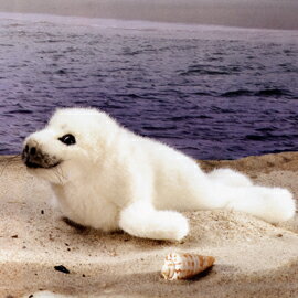 楽天市場 Koesen ケーセン社ぬいぐるみ ワモンアザラシの赤ちゃん Ringed Seal Baby 木のおもちゃがりとん