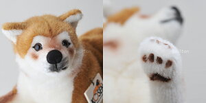 P[Z Koesen ʂ Č  \tg SHIBA-INU, LYING