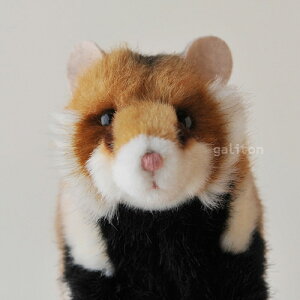 P[Z Koesen ʂ [bpnX^[(NnnX^[) Feldhamster