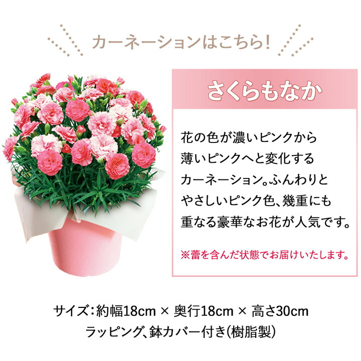 楽天市場 母の日 早割 カーネーション 鉢植え ベルギー王室御用達 チョコ ガレー ミニバー12個入 花とスイーツ メッセージカード 22 母の日 花 スイーツ 生花 セット プレゼント ギフト 限定 さくらもなか ピンク 花鉢 5号鉢 5号 チョコレート 花と お菓子 詰め合わせ