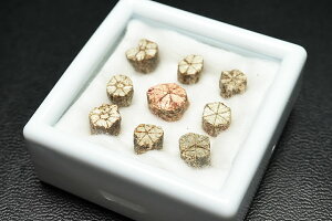 桜石 京都府亀岡市産 天然記念物指定