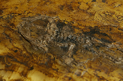 値頃値頃博物館クラス！カエル化石 ドイツ産 化石 | boltmasterkuwait.com