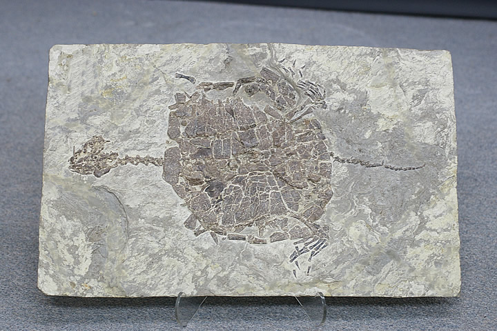 長頭亀　化石　中国