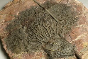 �C����(Scyphocrinites)