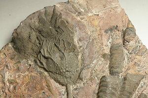 �C����(Scyphocrinites)
