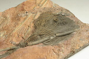 �C����(Scyphocrinites)