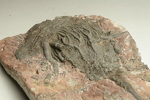 �C����(Scyphocrinites)