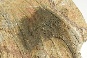 �C����(Scyphocrinites)