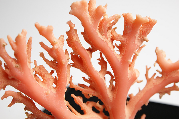 楽天市場】超貴重 ピンク珊瑚原木 ハワイ沖産 : ギャラリーメイスン