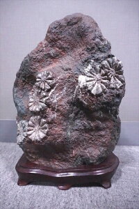 �����J�e�Ԑ΁@�򕌌������J�Y