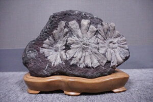 菊花石 オブジェの人気商品 通販 価格比較 価格 Com