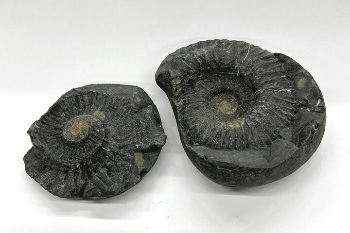 楽天市場】ヒマラヤアンモナイト(ヒマラヤ聖蛇石 ネパール  