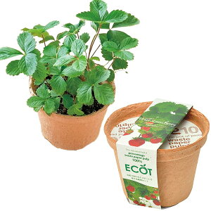 V| ʔN ƒ؉ ȒP ͔|Lbg Ă ChXgx[ n[u ͔|Zbg ( R / H ) S ̌a12cm GRbg ̓ v[g a GD-41006