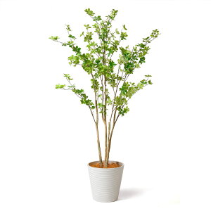 y12/1聟SiőP10{ztFCNO[ hE_ccW 165cm(ϗtA tFCN  CeA ^ tAO[  ze GgX JXj t rO _