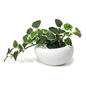 y12/1聟SiőP10{ztFCNO[ v~  S (ϗtA tFCN  CeA e[uO[ ~j    rO _CjO e[u Lb` 