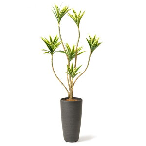 y12/1聟SiőP10{ztFCNO[ hZi 138cm(ϗtA tFCN  tAO[ ^ CeA  ze Mtg JXj t rO _CjO Gg