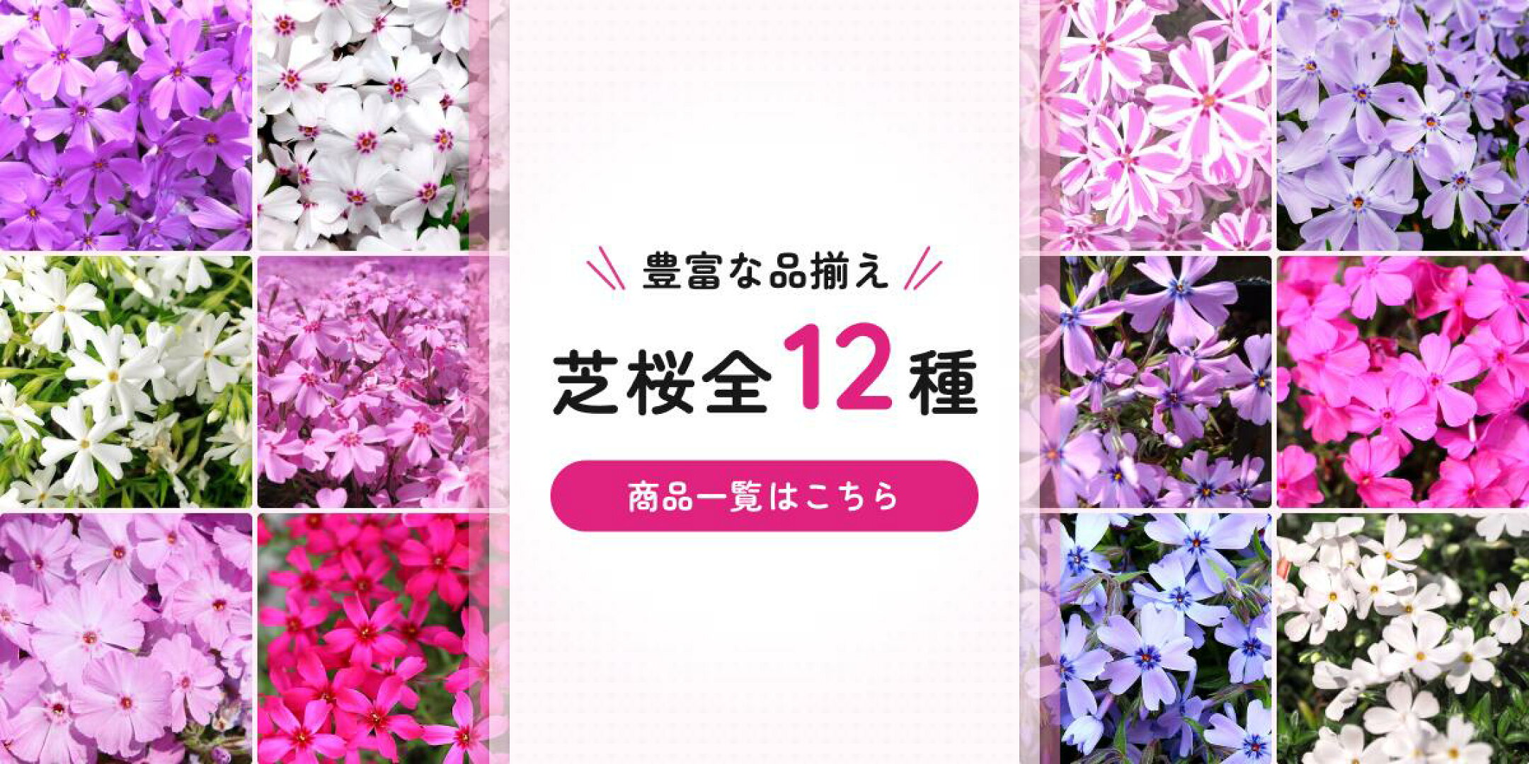 豊富な品揃え！　芝桜　全12種！