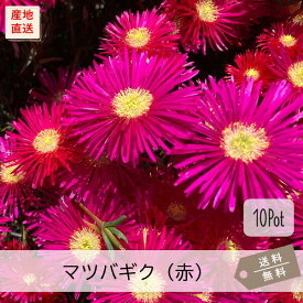 マツバギク（赤花）10Potセット（送料無料）花苗　多肉植物　セダム　赤花　常緑　グランドカバー