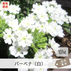 ho[xiieljyԁ@10PotZbgzԕc@OhJo[@h@ij
