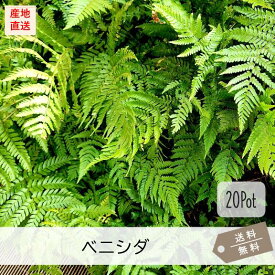 ベニシダ20Potセット（送料無料）常緑苗　シダ植物　日陰　ガーデニング