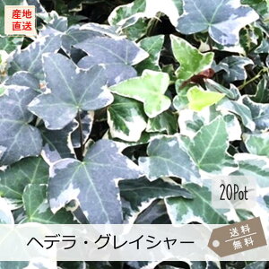 wfEOCV[20PotZbgijACr[@OhJo[@c@΁@@@K[fjO@J[[t