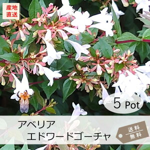アベリア・エドワードゴーチャ5Potセット(送料無料)花苗 ピンク花 グランドカバー 生垣 木