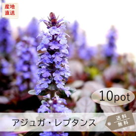 アジュガ・レプタンス10Potセット（送料無料）花苗　紫花　イングリッシュガーデン　日陰　下草　グランドカバー　寄せ植え
